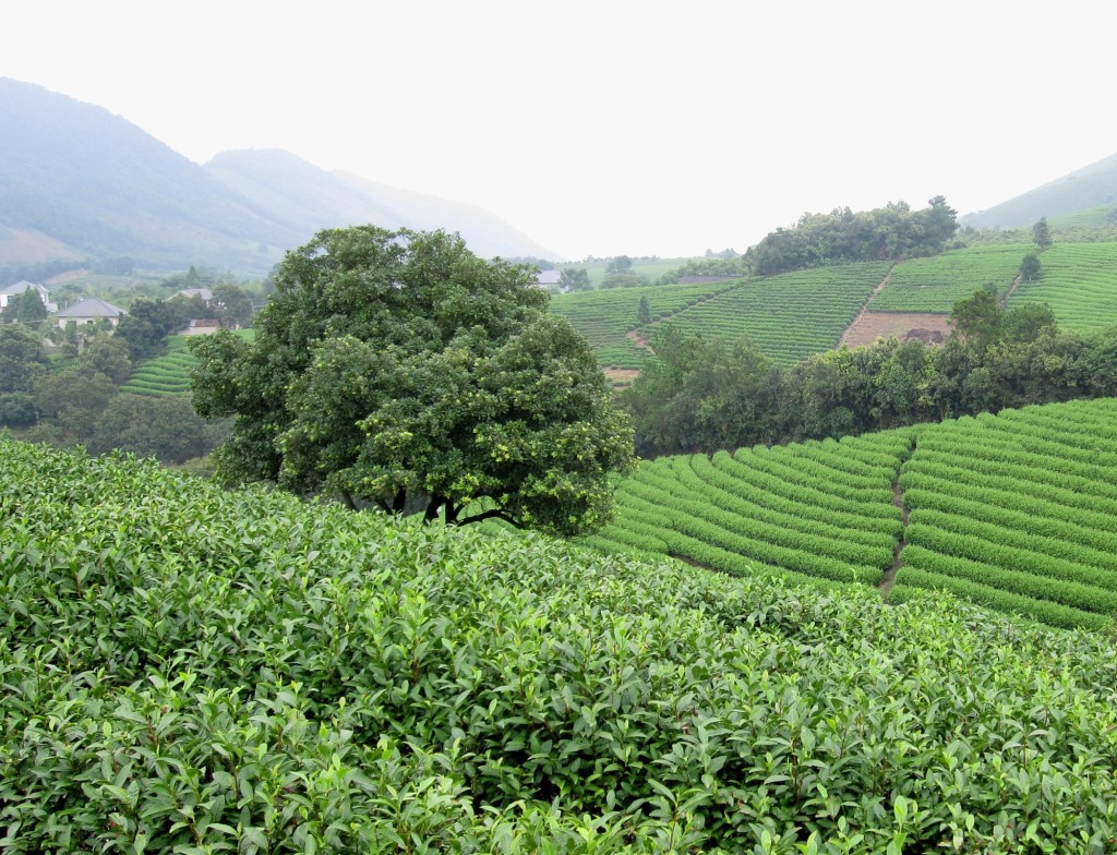 Zhejiang Tea Garden