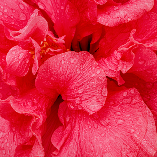 hibiscus tea: summer iced tea essential