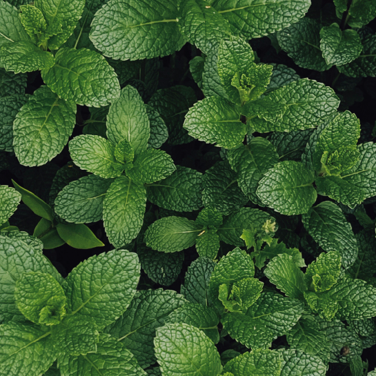 Gut health and tea benefits