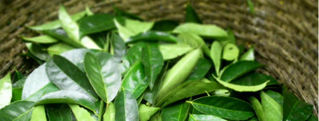 022-TeaCustoms_in-article_Guayusa