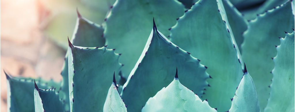 l’univers fantastique de l’agave