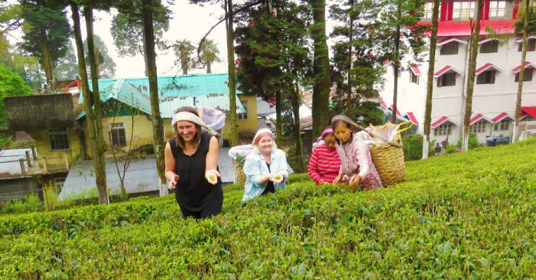 Les Thés DAVIDsTEA au jardin Happy Valley